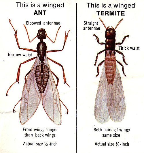 Ant Vs Termite